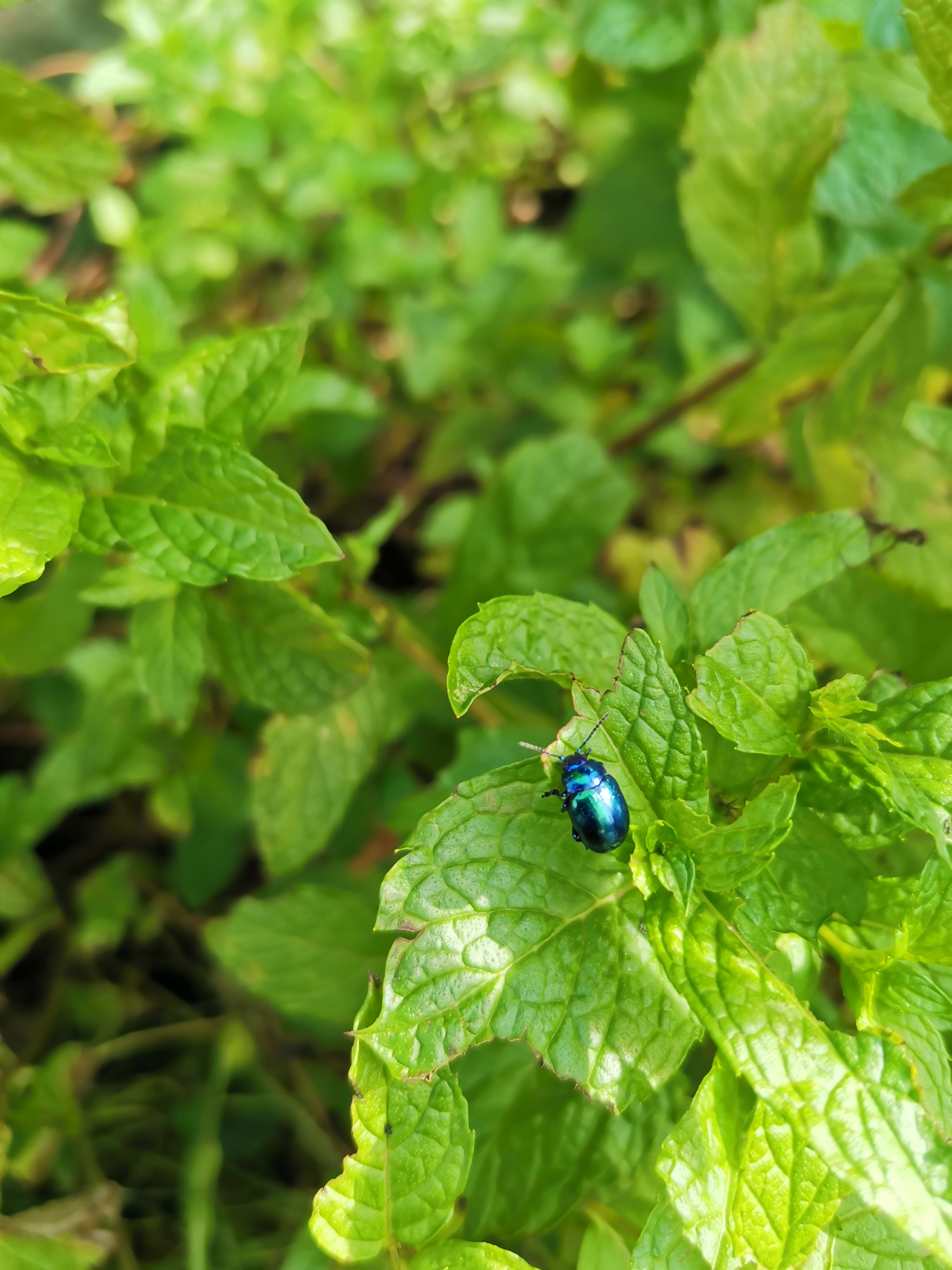 Focení-Honor-20---Fotografie-exo-zvířat