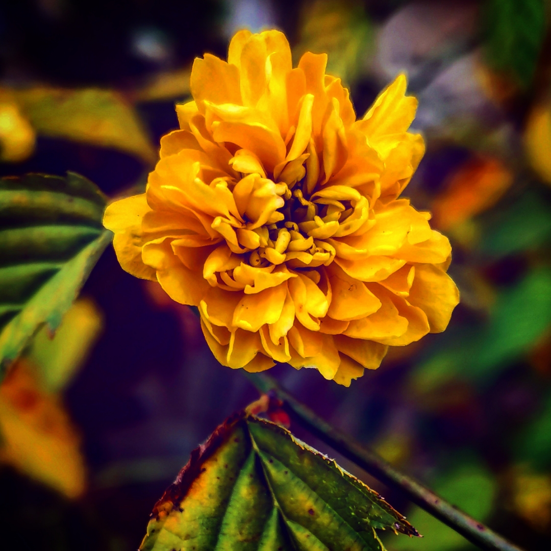 p-styletext-align-centerstrongspan-stylecolorrgb2271089font