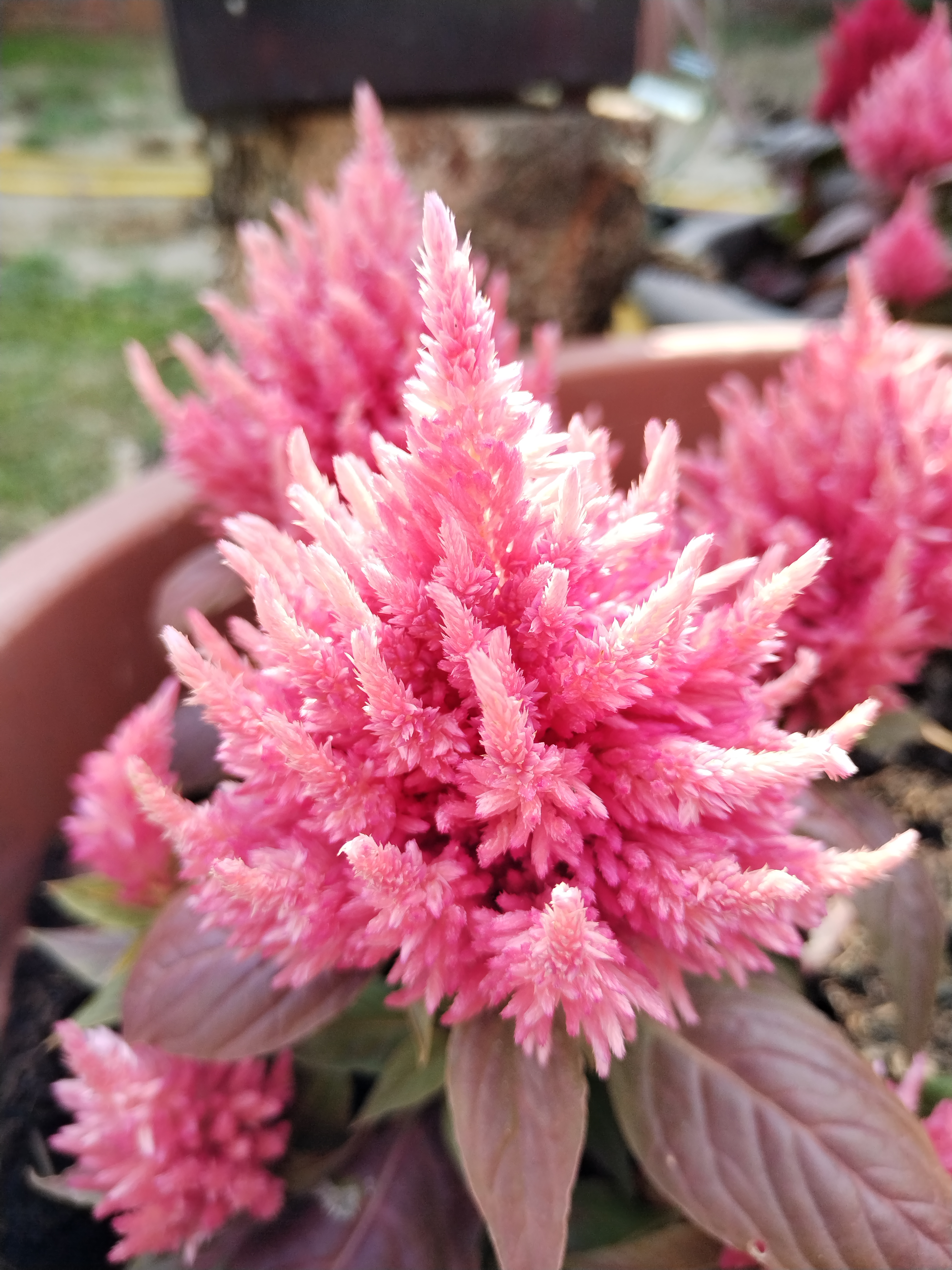 pHallo-zu-meinem-versprochenen-Bericht-zur-Kamera-des-Honor-Magic4