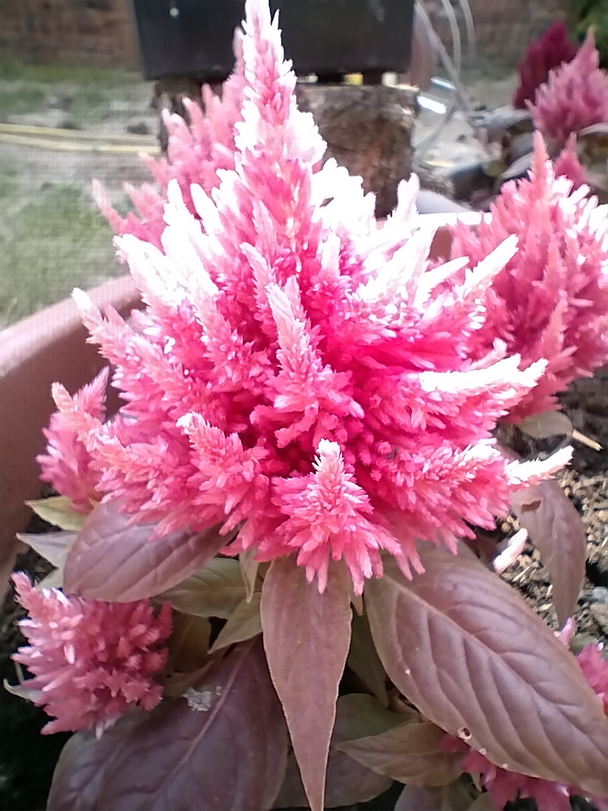 pHallo-zu-meinem-versprochenen-Bericht-zur-Kamera-des-Honor-Magic4