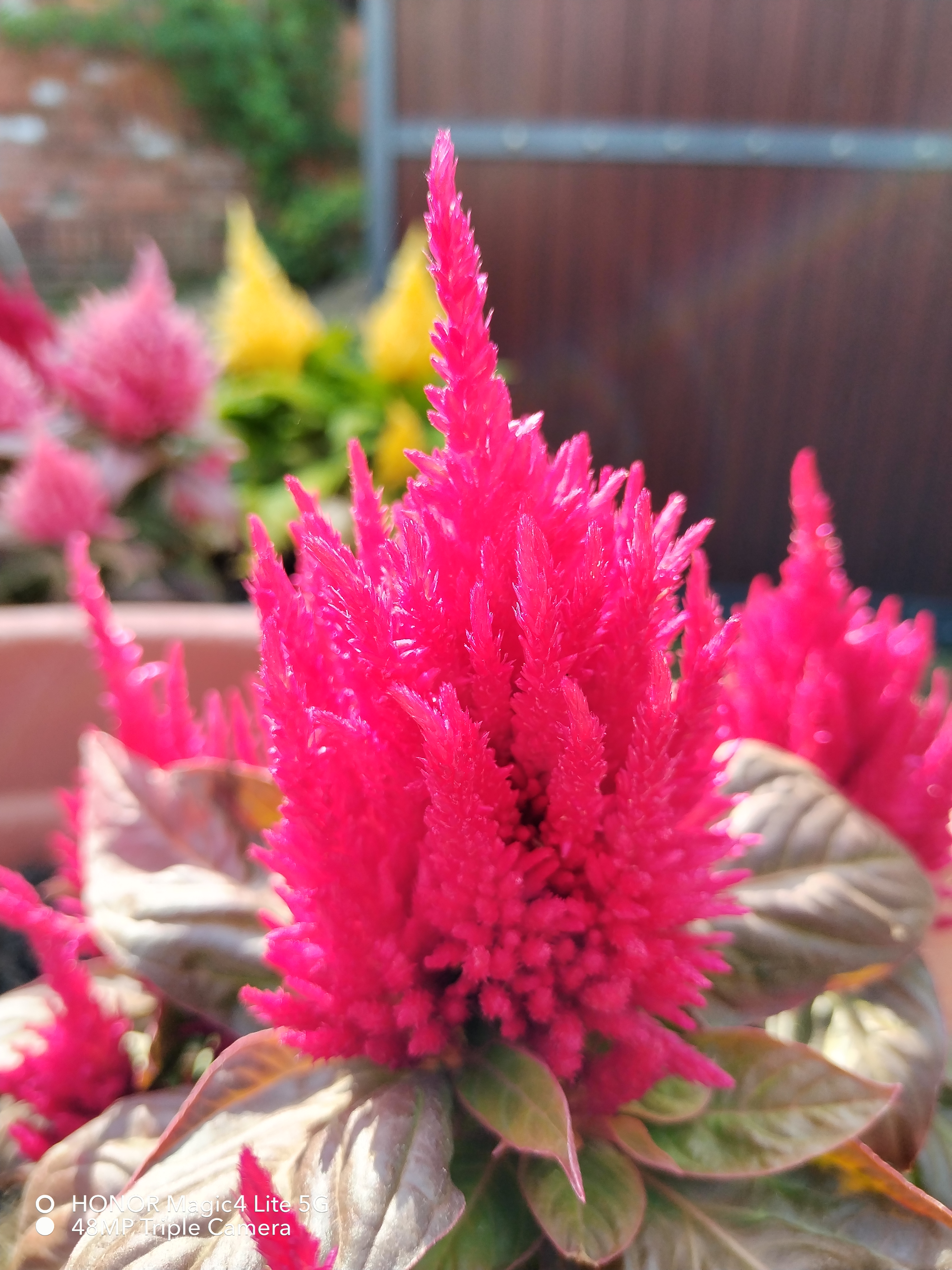 pHallo-zu-meinem-versprochenen-Bericht-zur-Kamera-des-Honor-Magic4