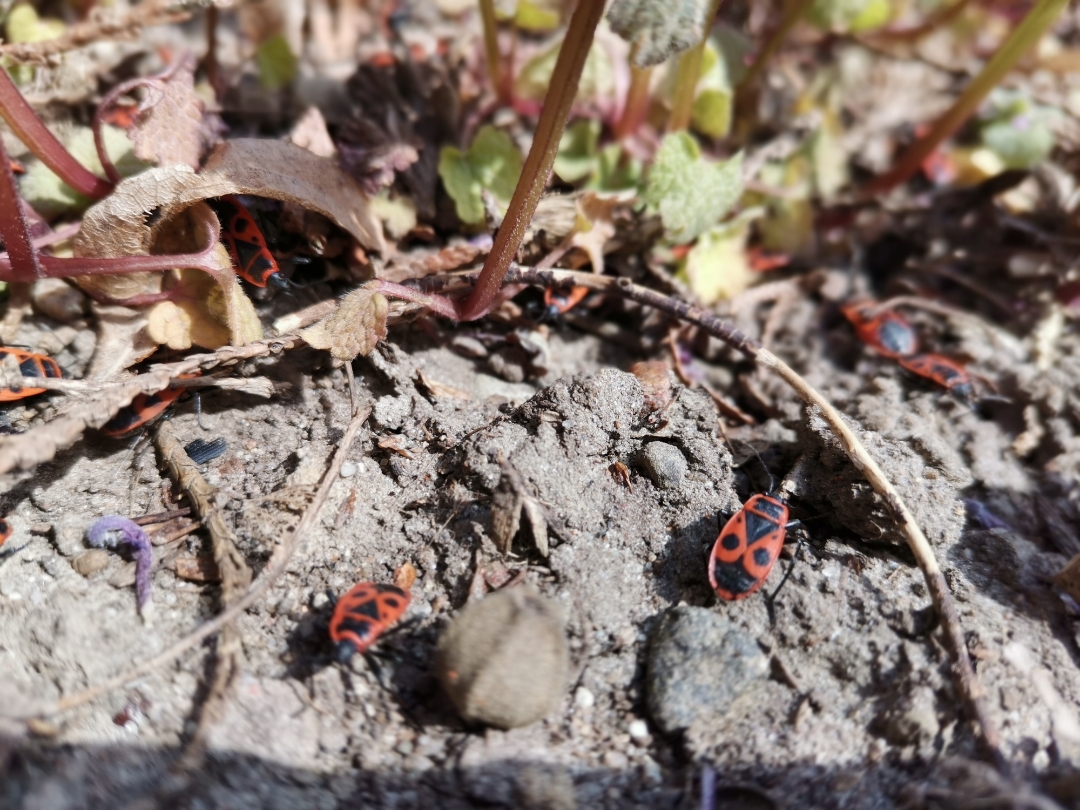 HONOR-9X-PRO---Review---Erfahrungen---Daten---Test