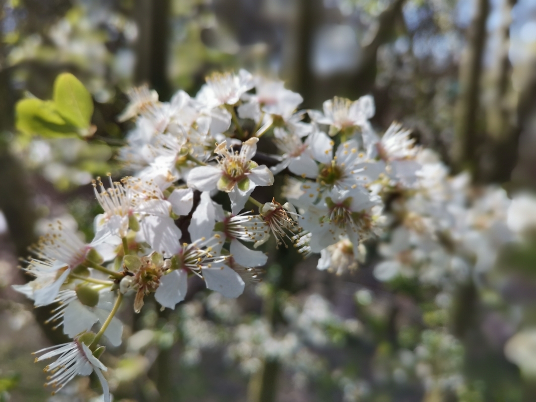 HONOR-9X-PRO---Review---Erfahrungen---Daten---Test