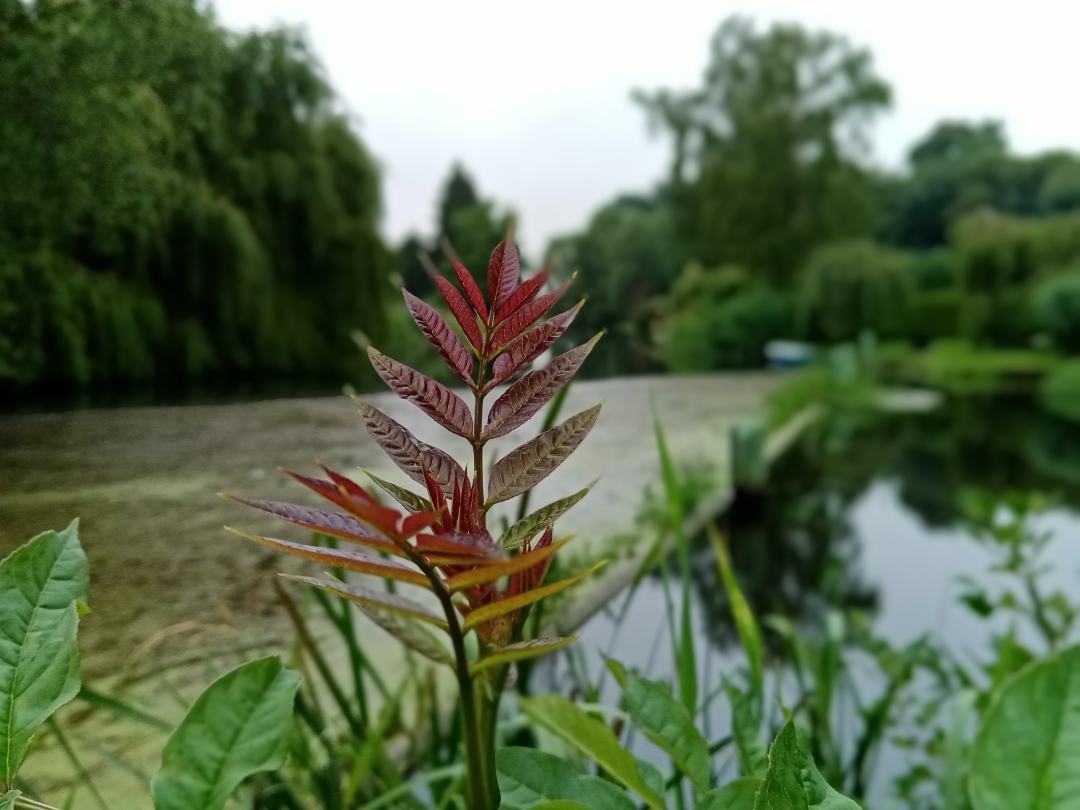 HONOR-9A-Erste-Fotos-mit-dem-HONOR-9A