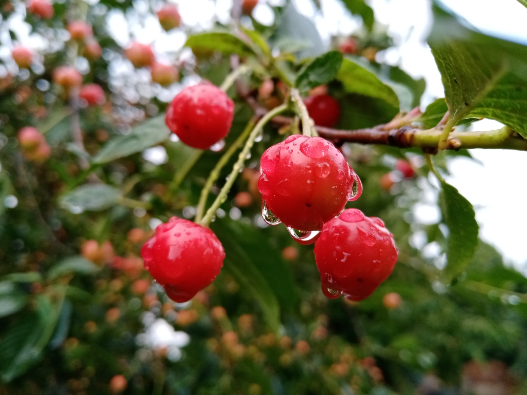 HONOR-9A-Erste-Fotos-mit-dem-HONOR-9A