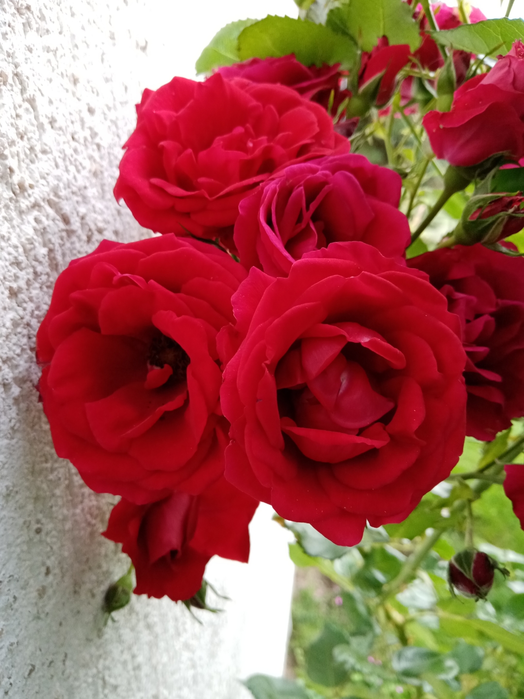 HONOR-9A-Erste-Fotos-mit-dem-HONOR-9A