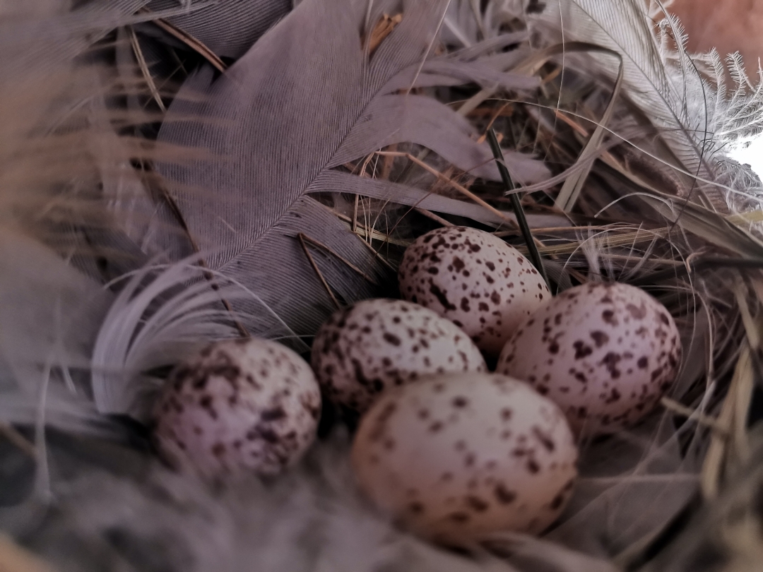 Teilnbsp1nbsp-nbspSchwalbennbspmitnbspdemnbspHONORnbsp9XnbspPro