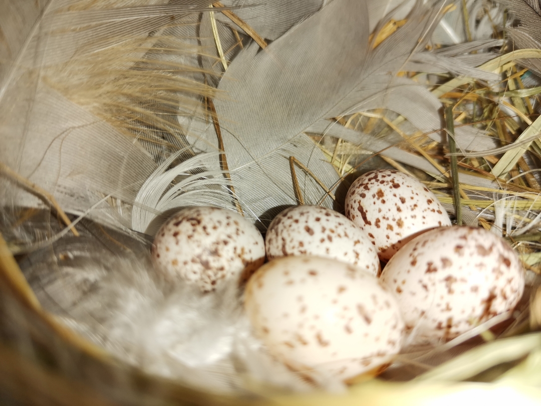 Teilnbsp1nbsp-nbspSchwalbennbspmitnbspdemnbspHONORnbsp9XnbspPro