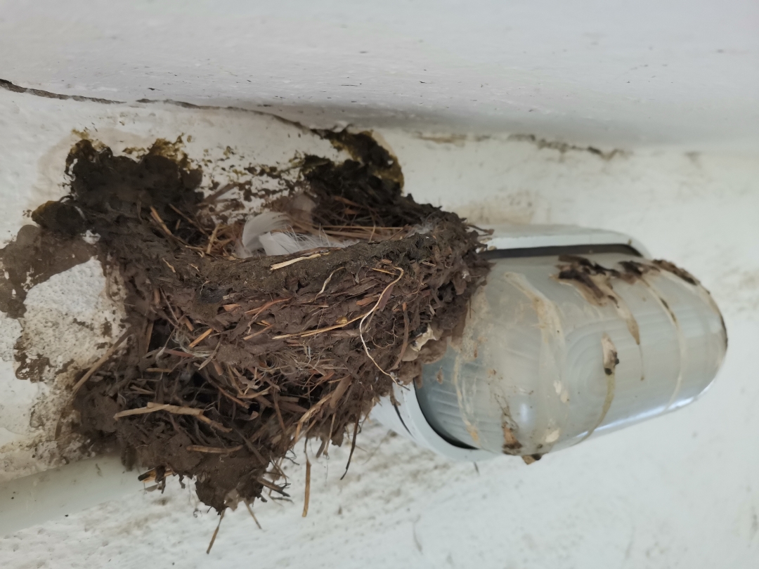 Teilnbsp1nbsp-nbspSchwalbennbspmitnbspdemnbspHONORnbsp9XnbspPro