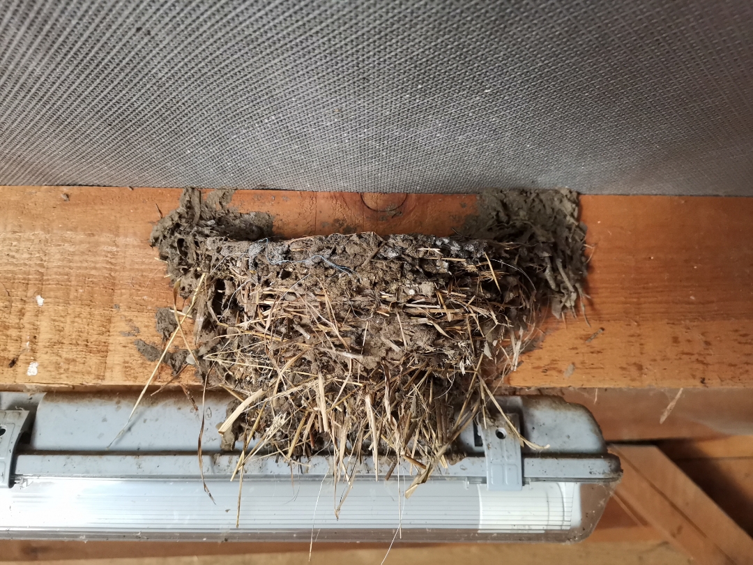 Teilnbsp1nbsp-nbspSchwalbennbspmitnbspdemnbspHONORnbsp9XnbspPro