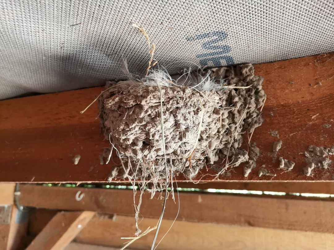 Teilnbsp1nbsp-nbspSchwalbennbspmitnbspdemnbspHONORnbsp9XnbspPro