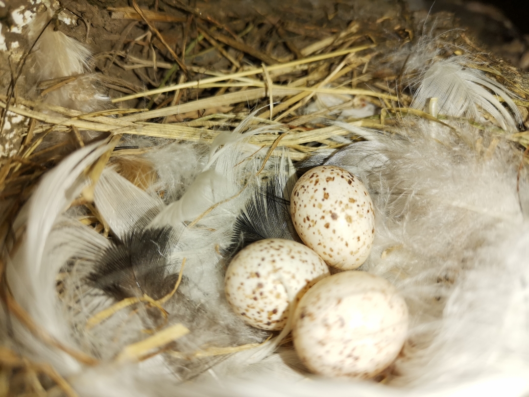 Teilnbsp1nbsp-nbspSchwalbennbspmitnbspdemnbspHONORnbsp9XnbspPro