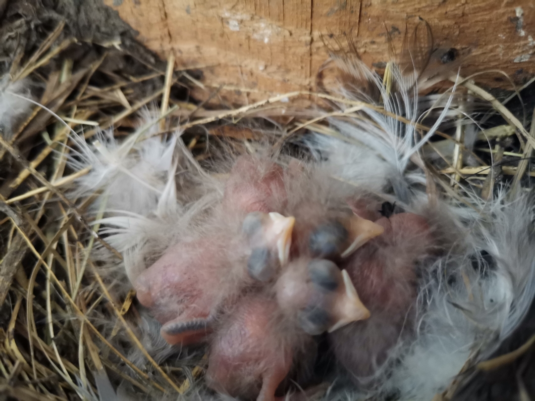 Teilnbsp1nbsp-nbspSchwalbennbspmitnbspdemnbspHONORnbsp9XnbspPro