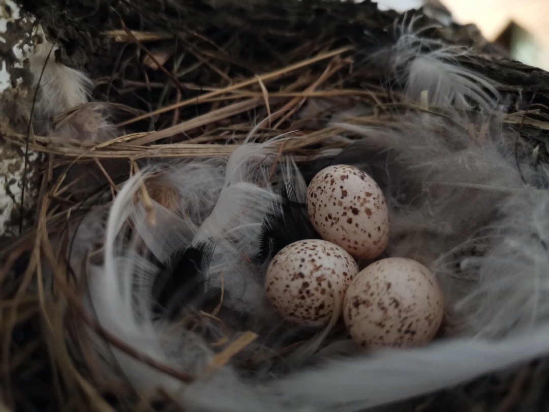 Teilnbsp1nbsp-nbspSchwalbennbspmitnbspdemnbspHONORnbsp9XnbspPro