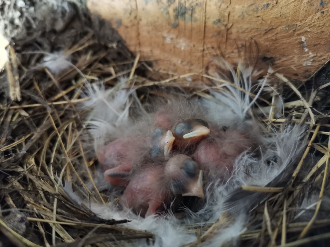 Teilnbsp1nbsp-nbspSchwalbennbspmitnbspdemnbspHONORnbsp9XnbspPro