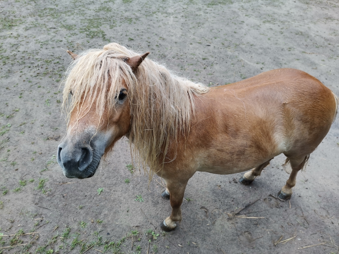 SchwerenbspSturmschädennbsp--shots-by-9X-Pro