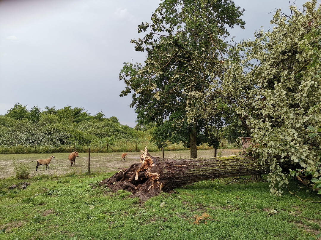 SchwerenbspSturmschädennbsp--shots-by-9X-Pro