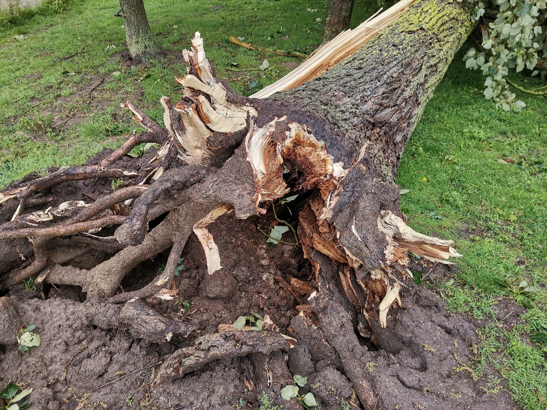 SchwerenbspSturmschädennbsp--shots-by-9X-Pro