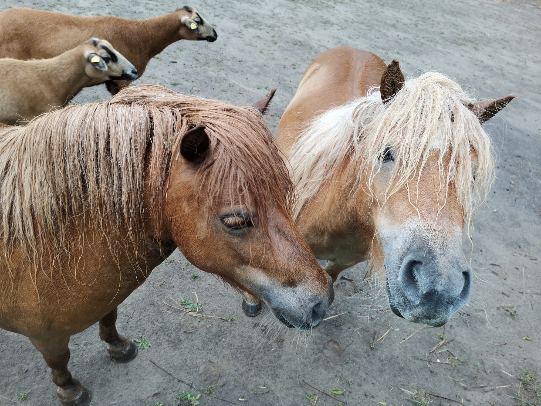 SchwerenbspSturmschädennbsp--shots-by-9X-Pro