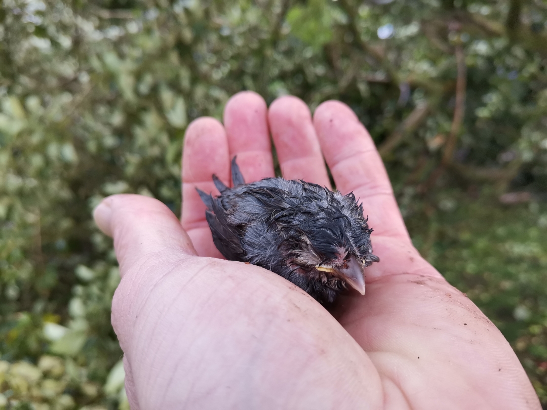 SchwerenbspSturmschädennbsp--shots-by-9X-Pro