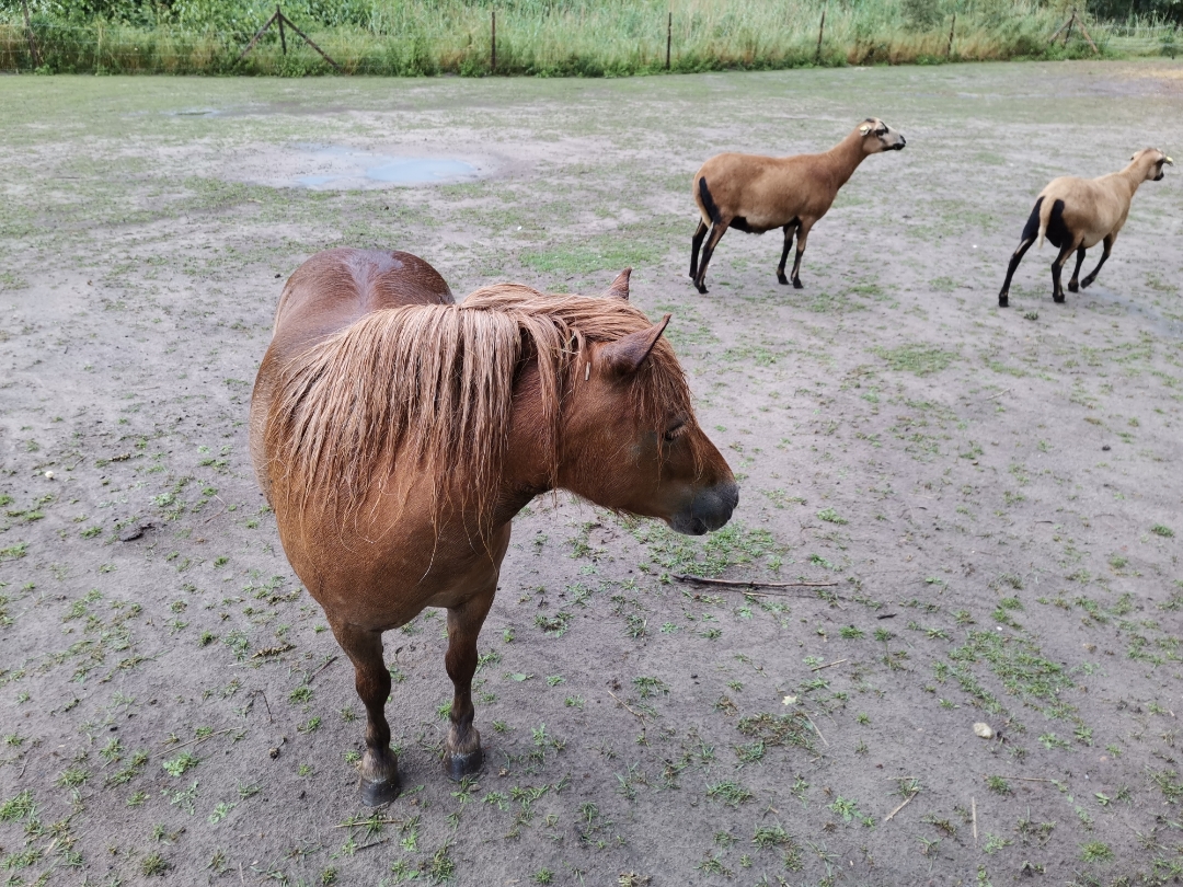 SchwerenbspSturmschädennbsp--shots-by-9X-Pro