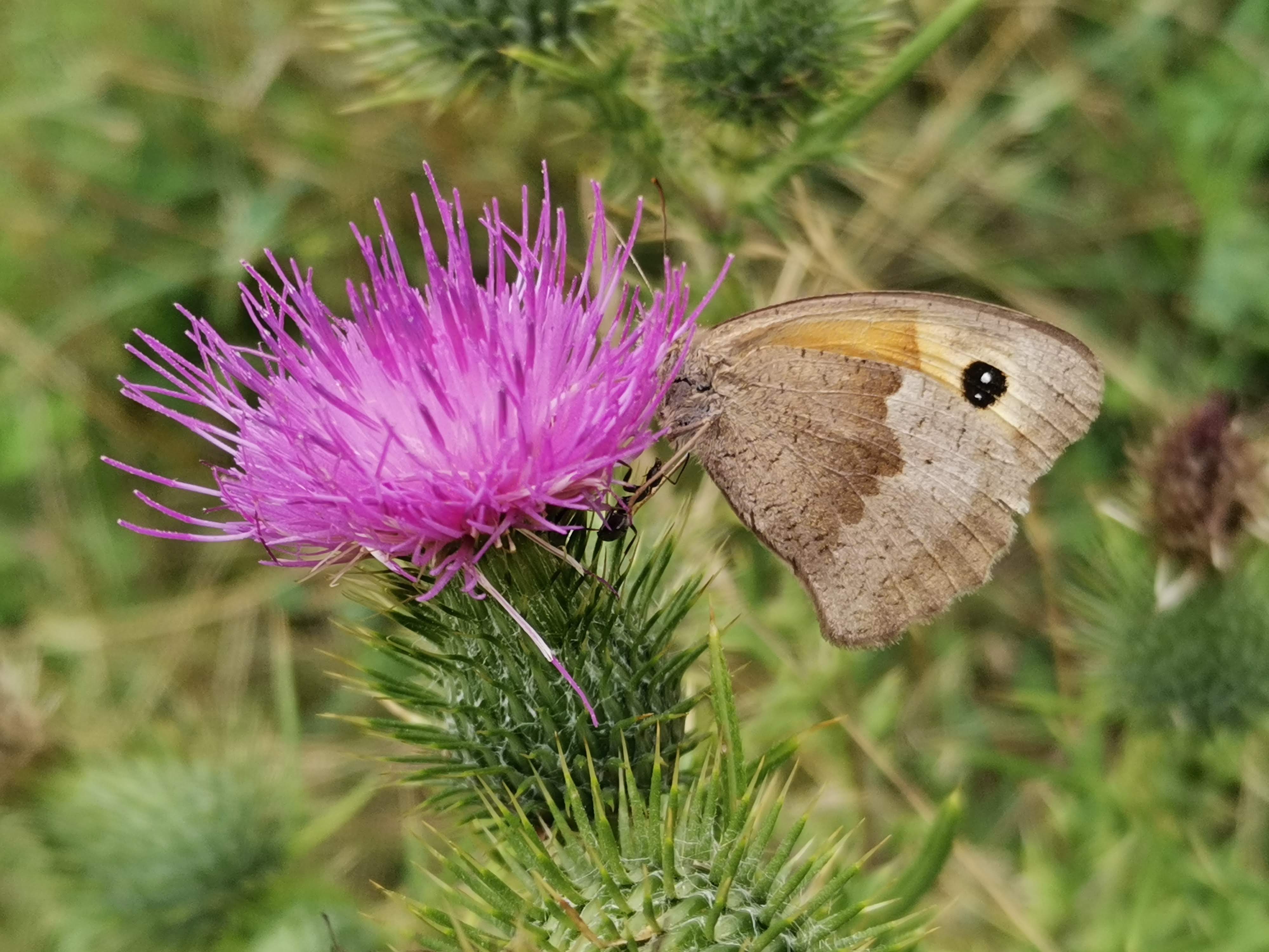 HONOR-20-Erfahrungsbericht