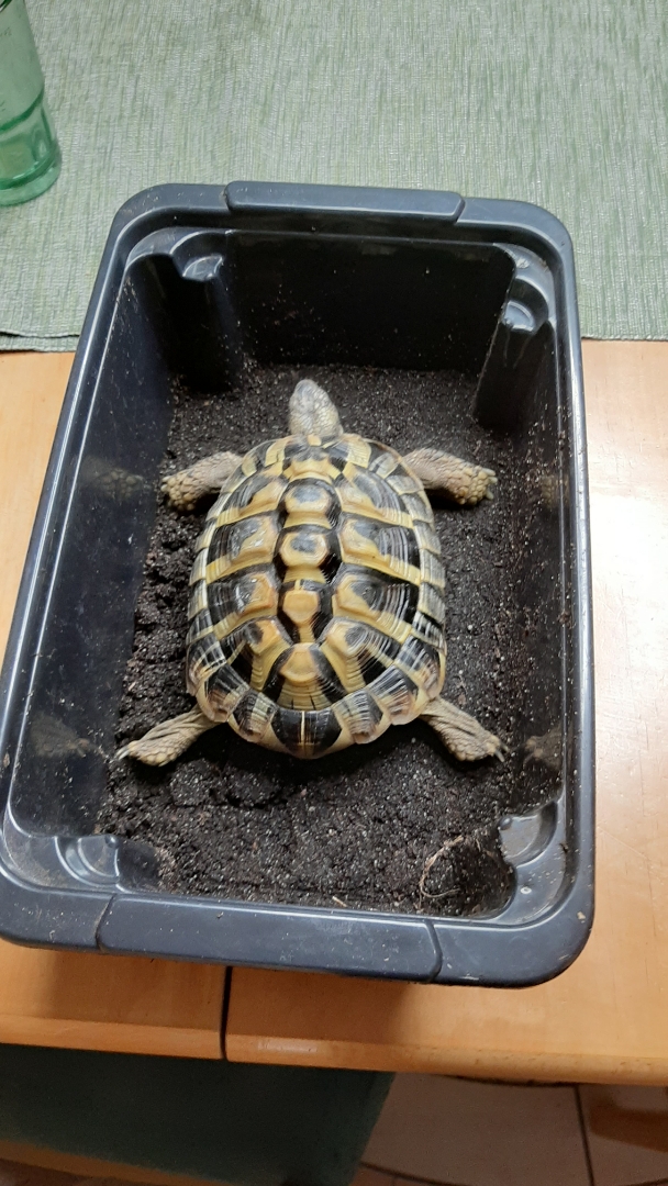 pimg-srchttpsiforum-dechihonorcomdedataimages2020117f5608382-92fd-4160