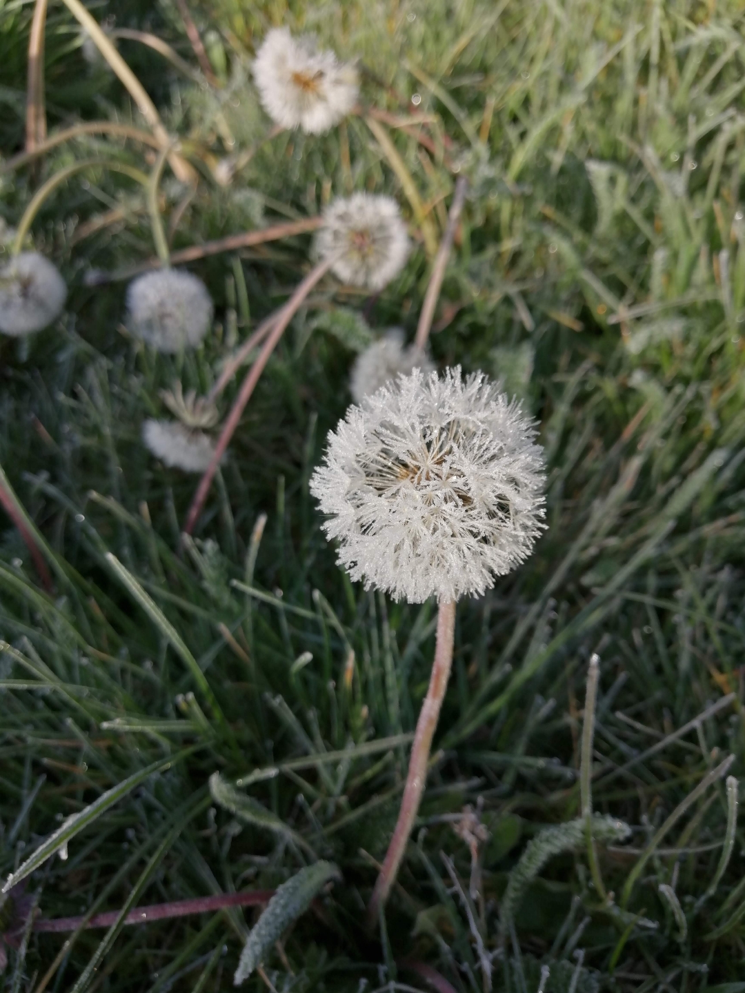 Frozen-Dandelion