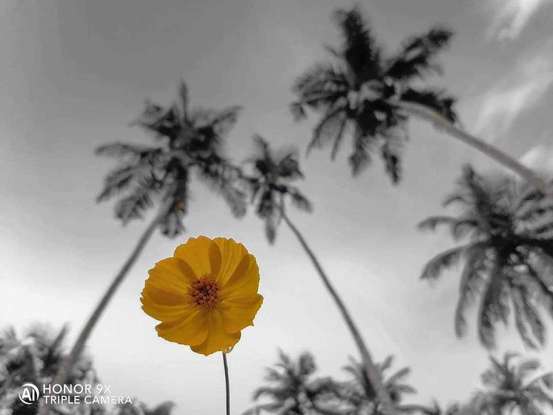 Der-Foto-Test-mit-dem-HONOR9X