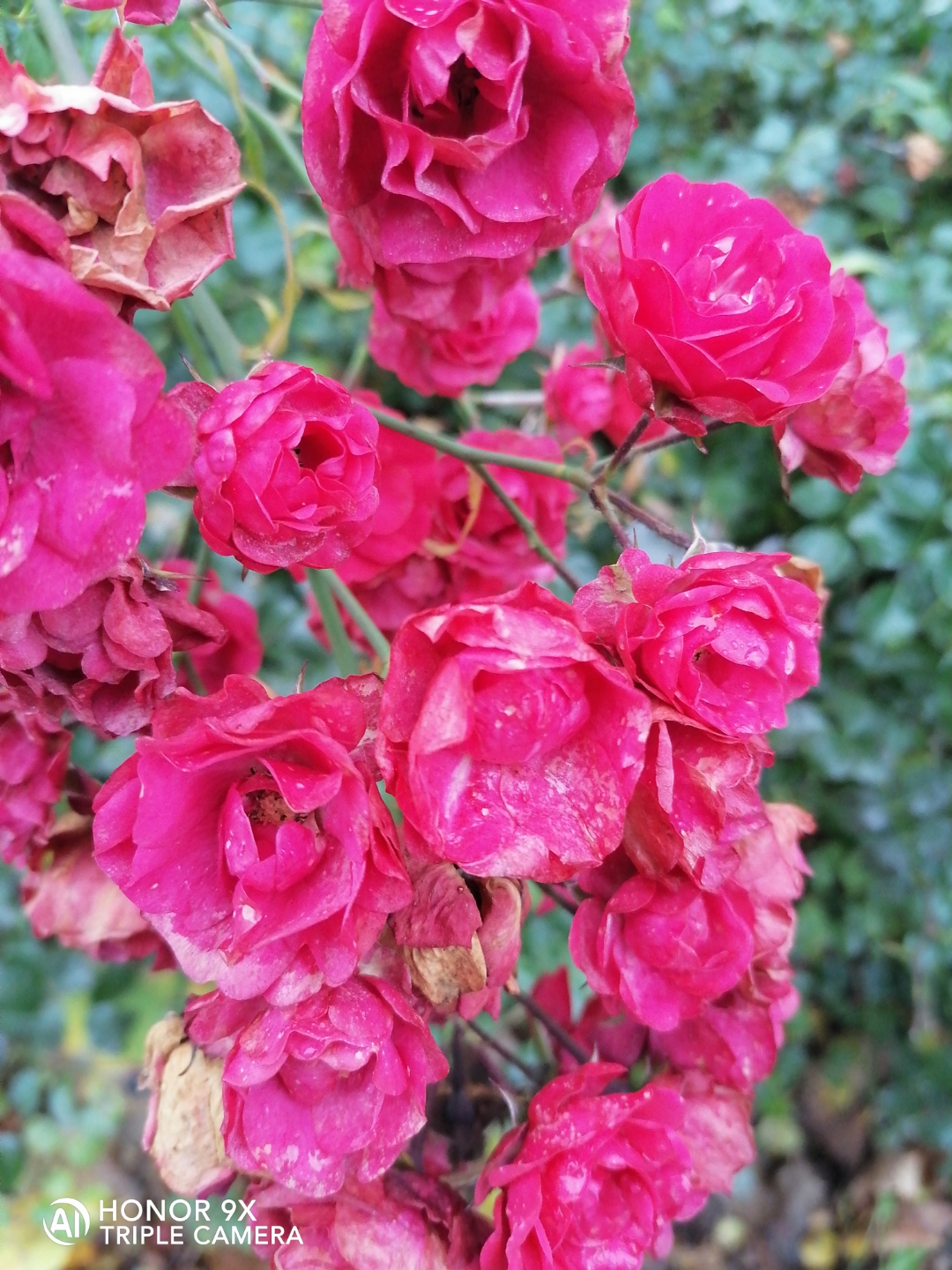 Der-Foto-Test-mit-dem-HONOR9X