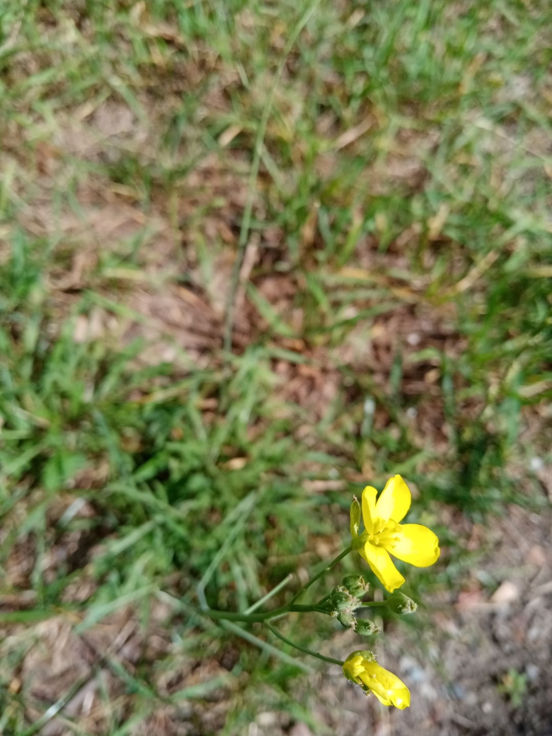 pWie-einige-wissen-ist-mein-Wohnort-recht-grün-Da-ich-auch-seit-heute