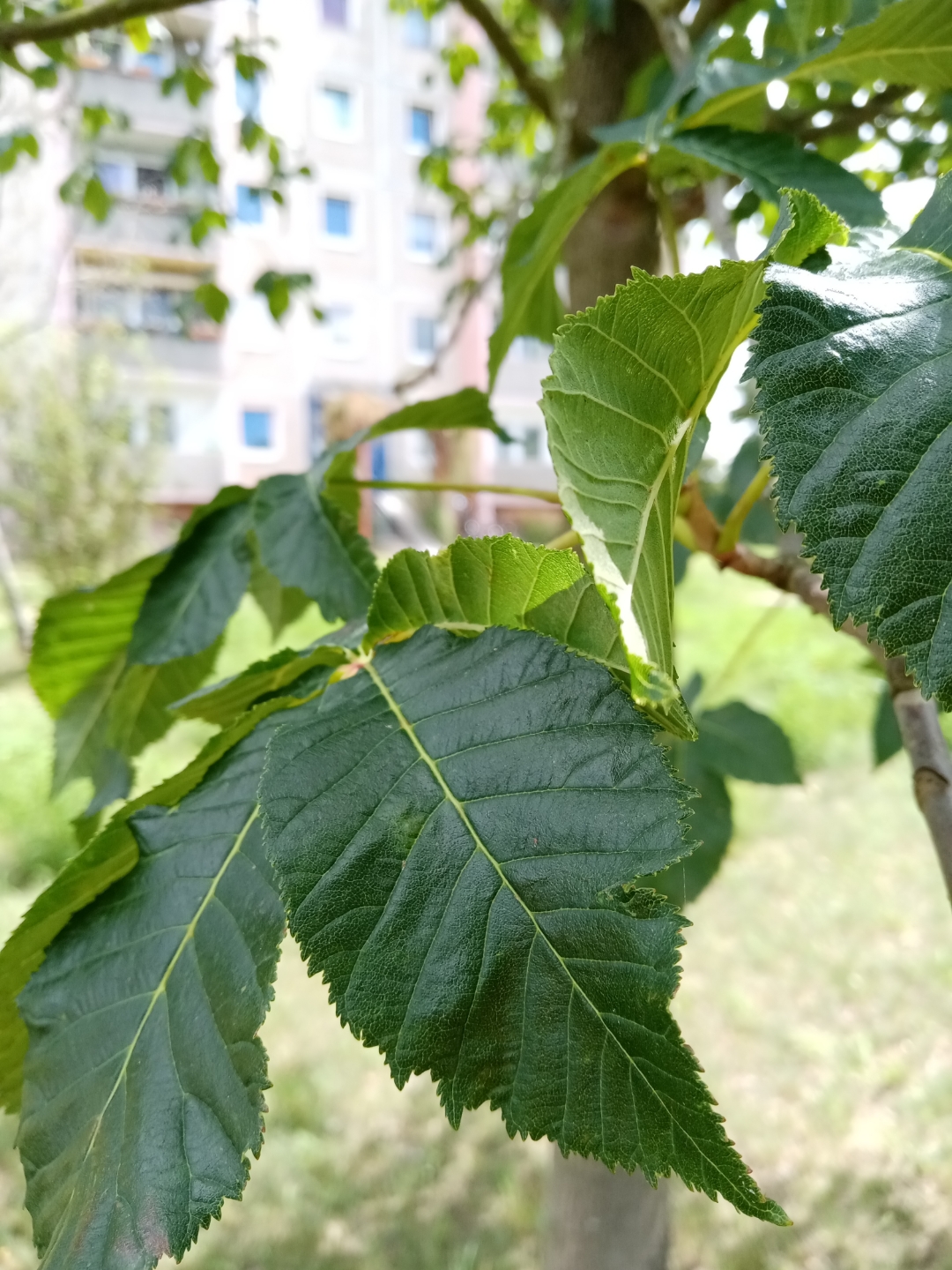 pWie-einige-wissen-ist-mein-Wohnort-recht-grün-Da-ich-auch-seit-heute