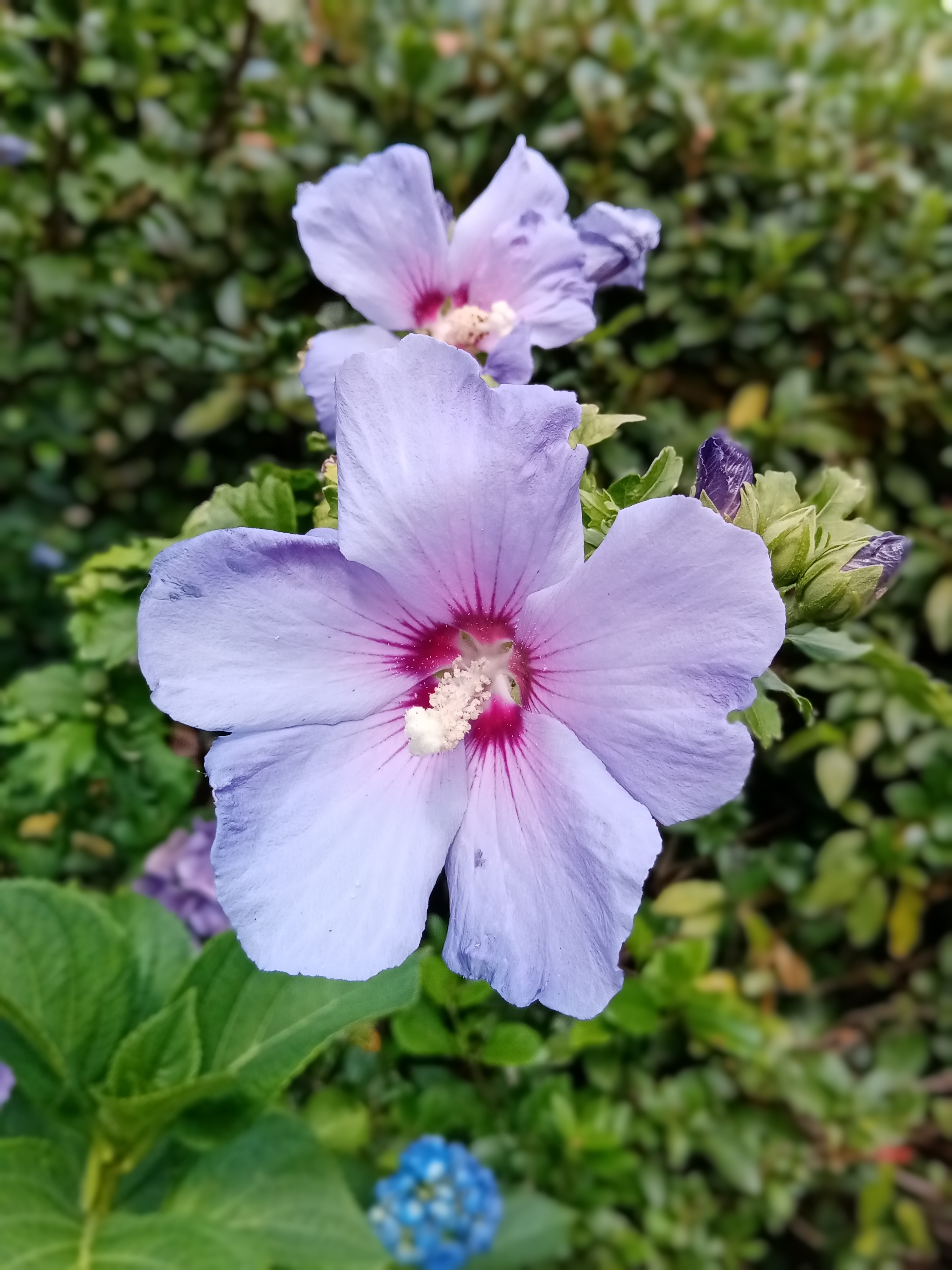 Review-HONOR-9A---UNBOXING-REVIEW-UND-KAMERATEST