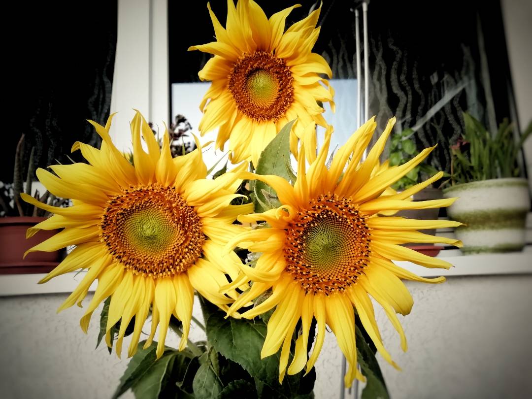 pspan-stylewhite-space-nowrapfont-size16pxHallo-HONOR-Fansspanppspan