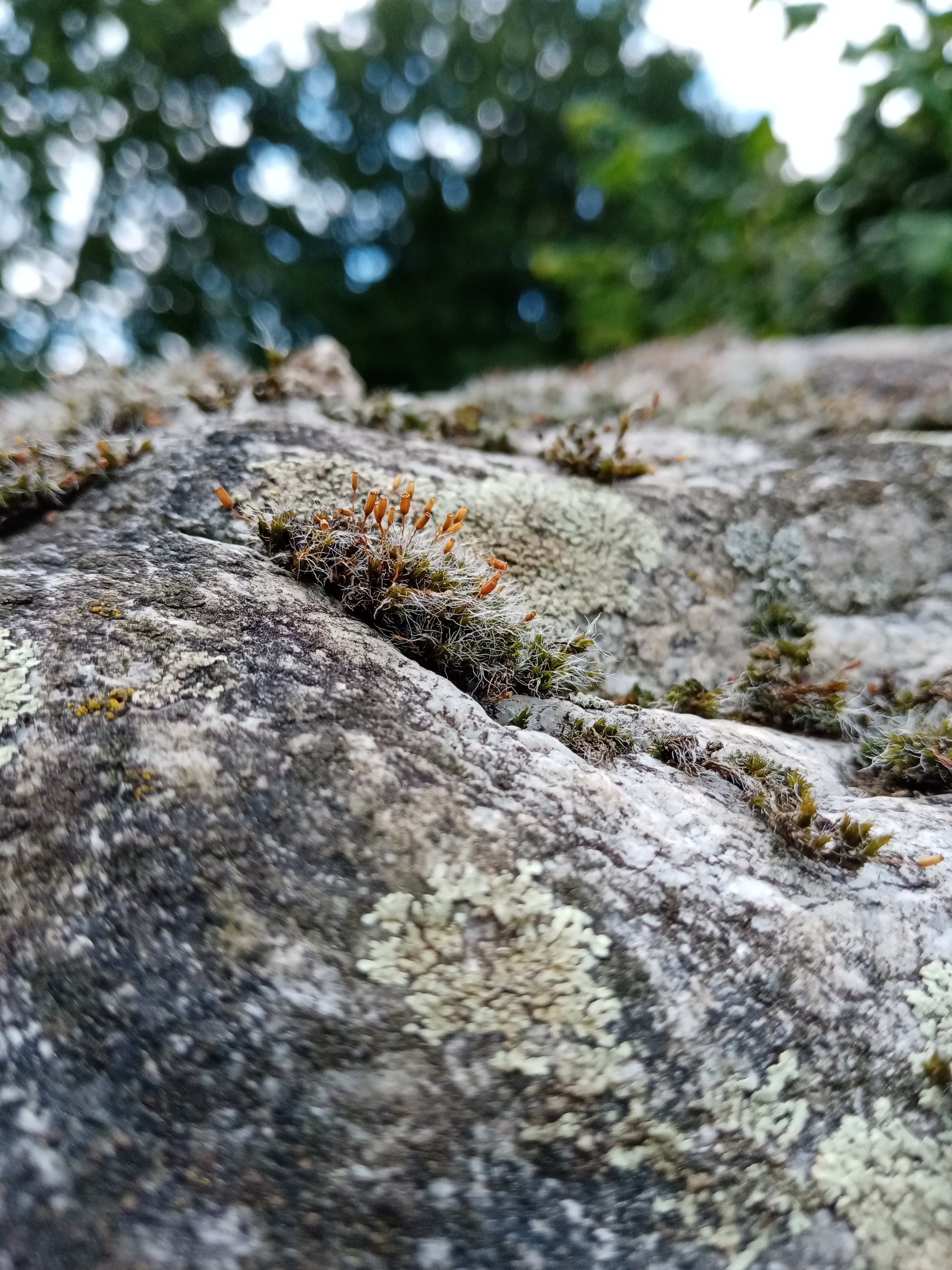 Review-HONOR-9A---UNBOXING-REVIEW-UND-KAMERATEST