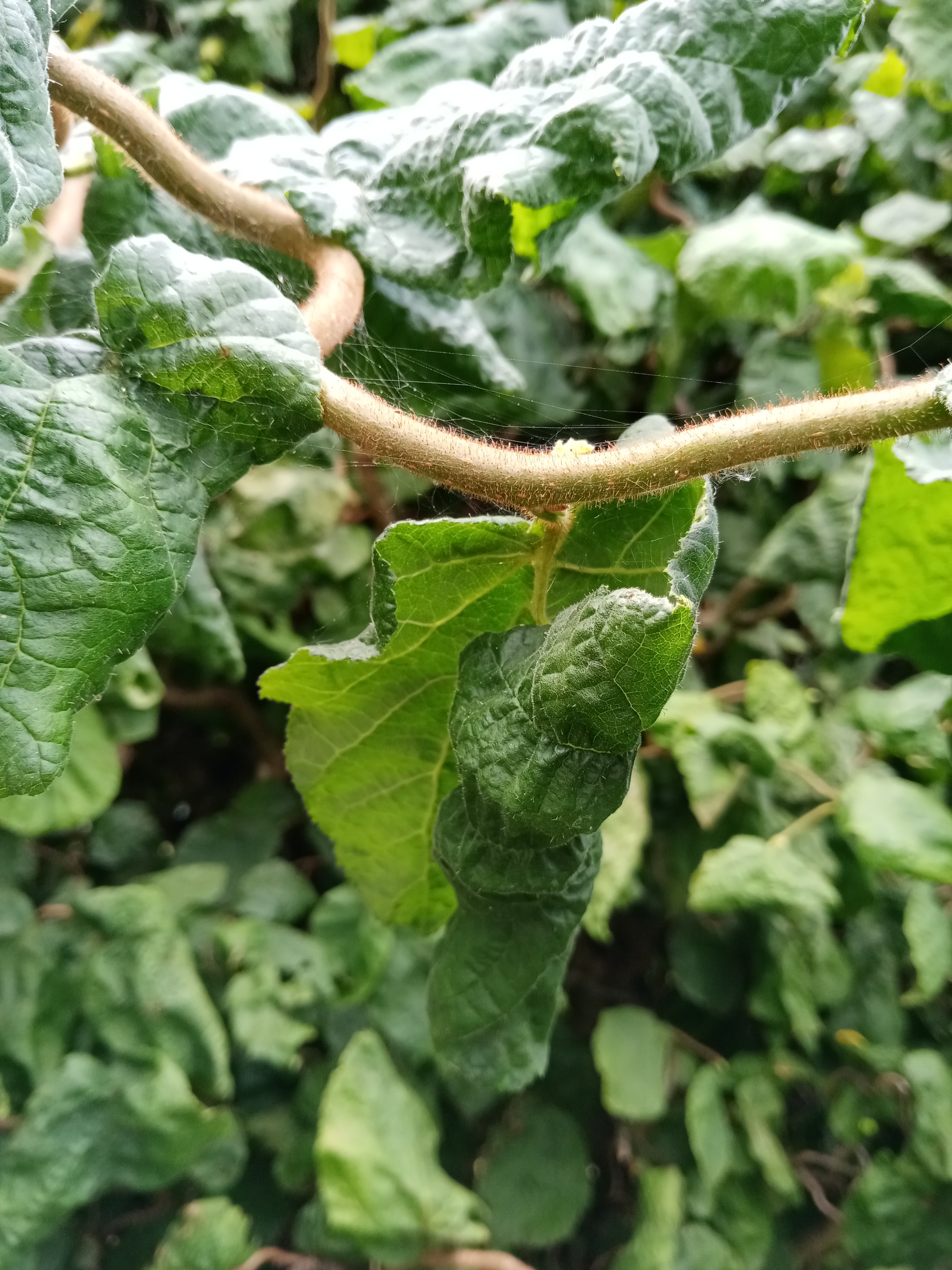 Review-HONOR-9A---UNBOXING-REVIEW-UND-KAMERATEST