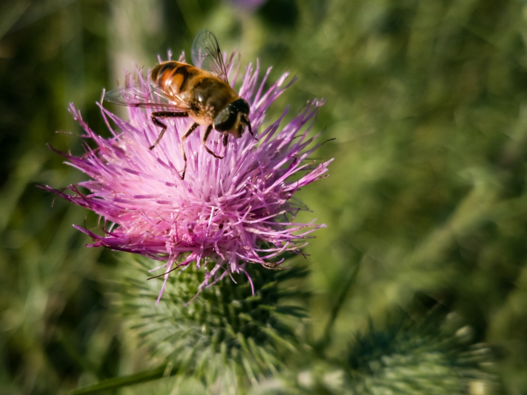 pspan-stylewhite-space-nowrapfont-size16pxHallo-HONOR-Fansspanppspan