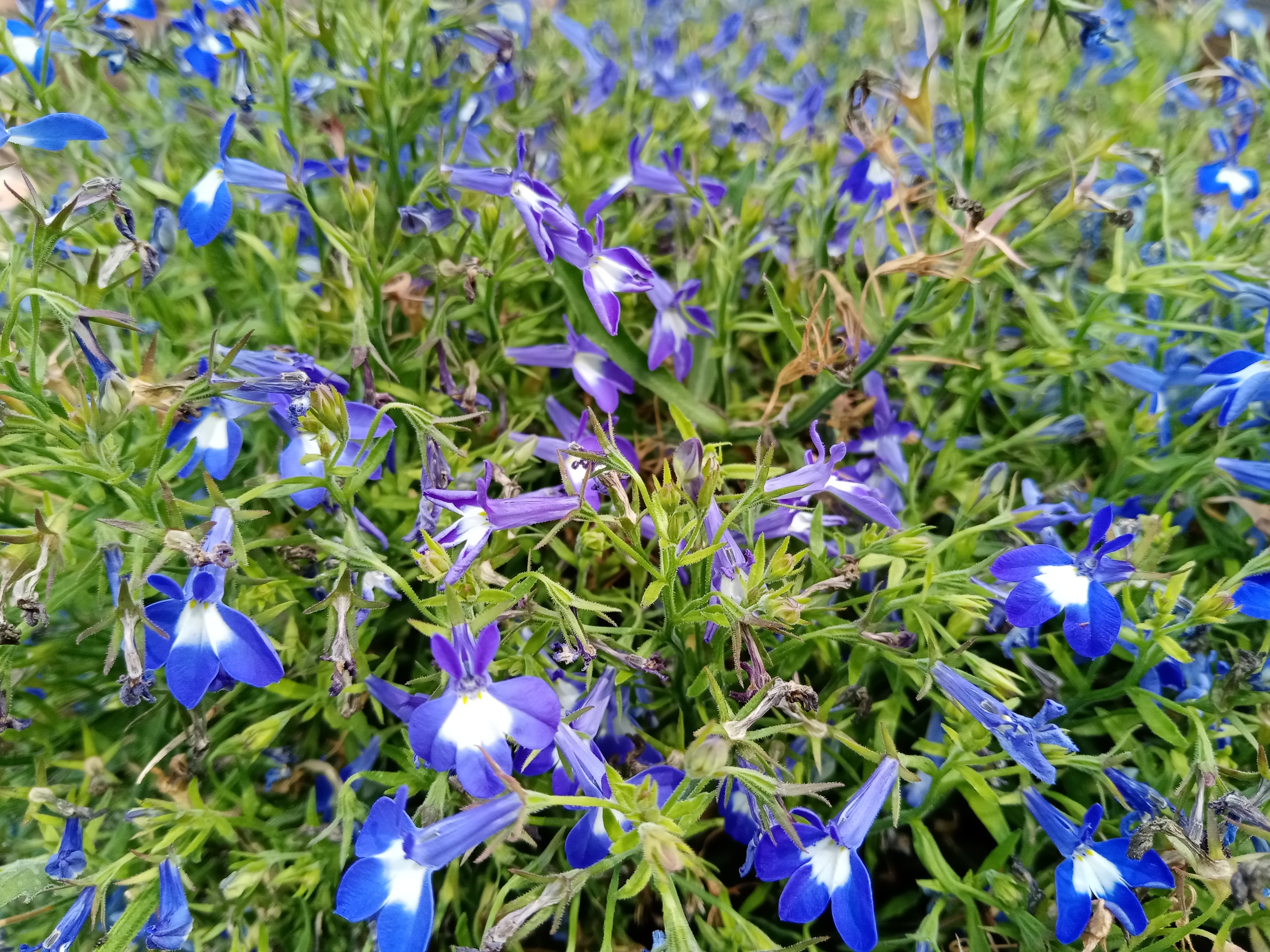 Review-HONOR-9A---UNBOXING-REVIEW-UND-KAMERATEST