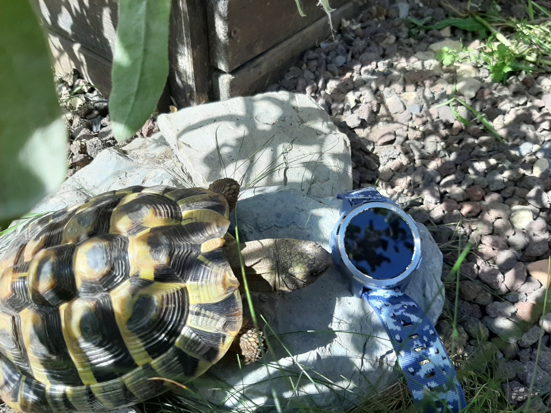 pspan-stylewhite-space-nowrapfont-size16pxHallo-HONOR-Fansspanppspan