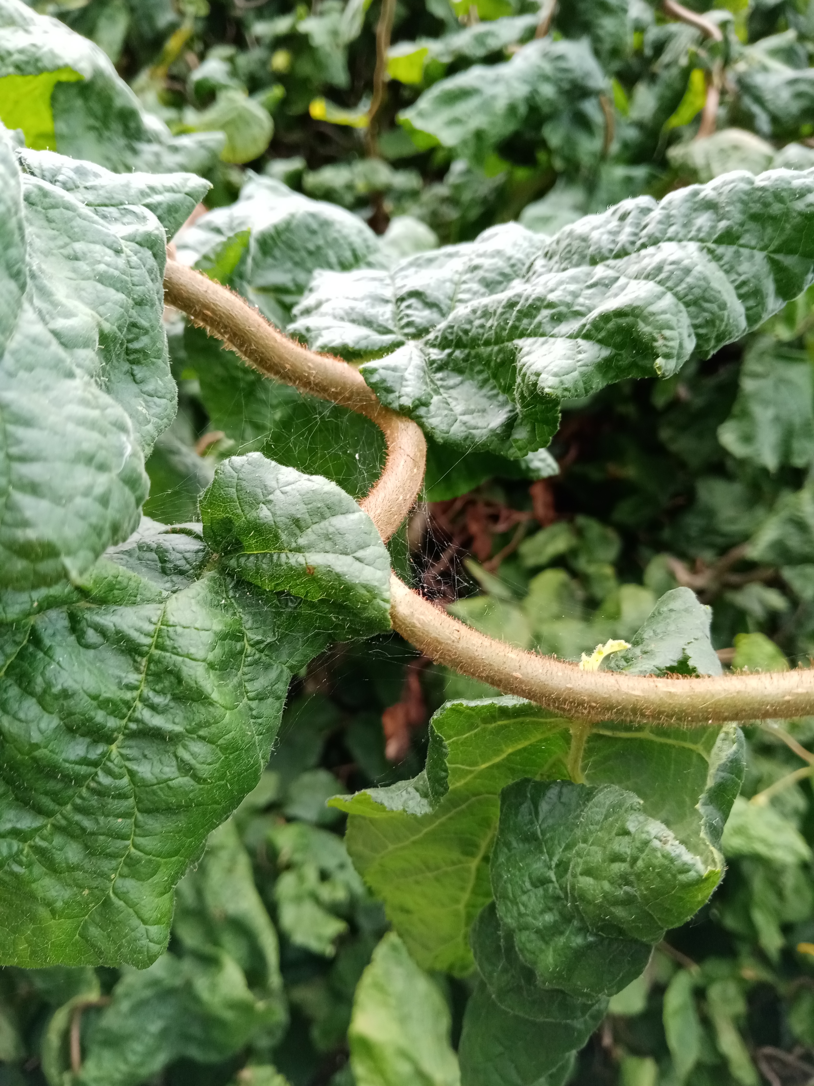 Review-HONOR-9A---UNBOXING-REVIEW-UND-KAMERATEST