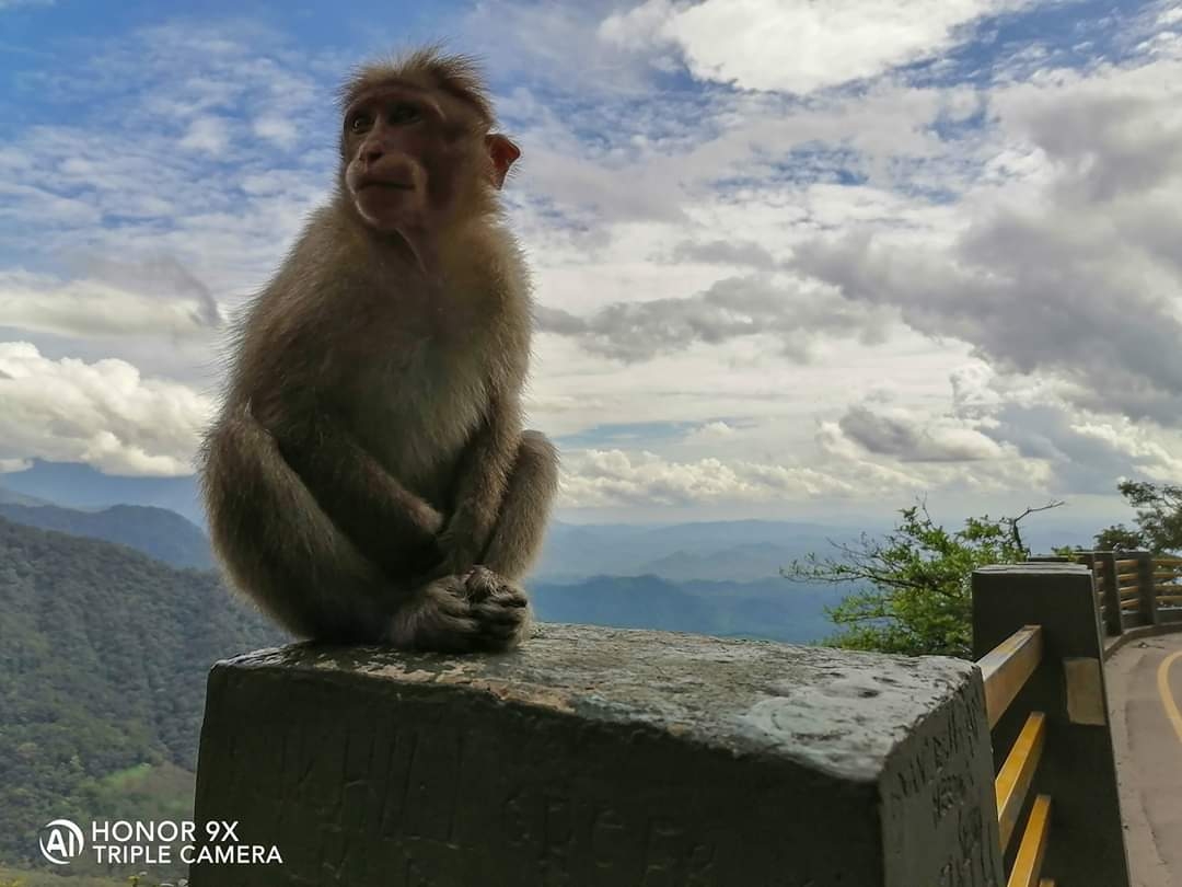 Erste-Fotos-mit-dem-HONOR9X