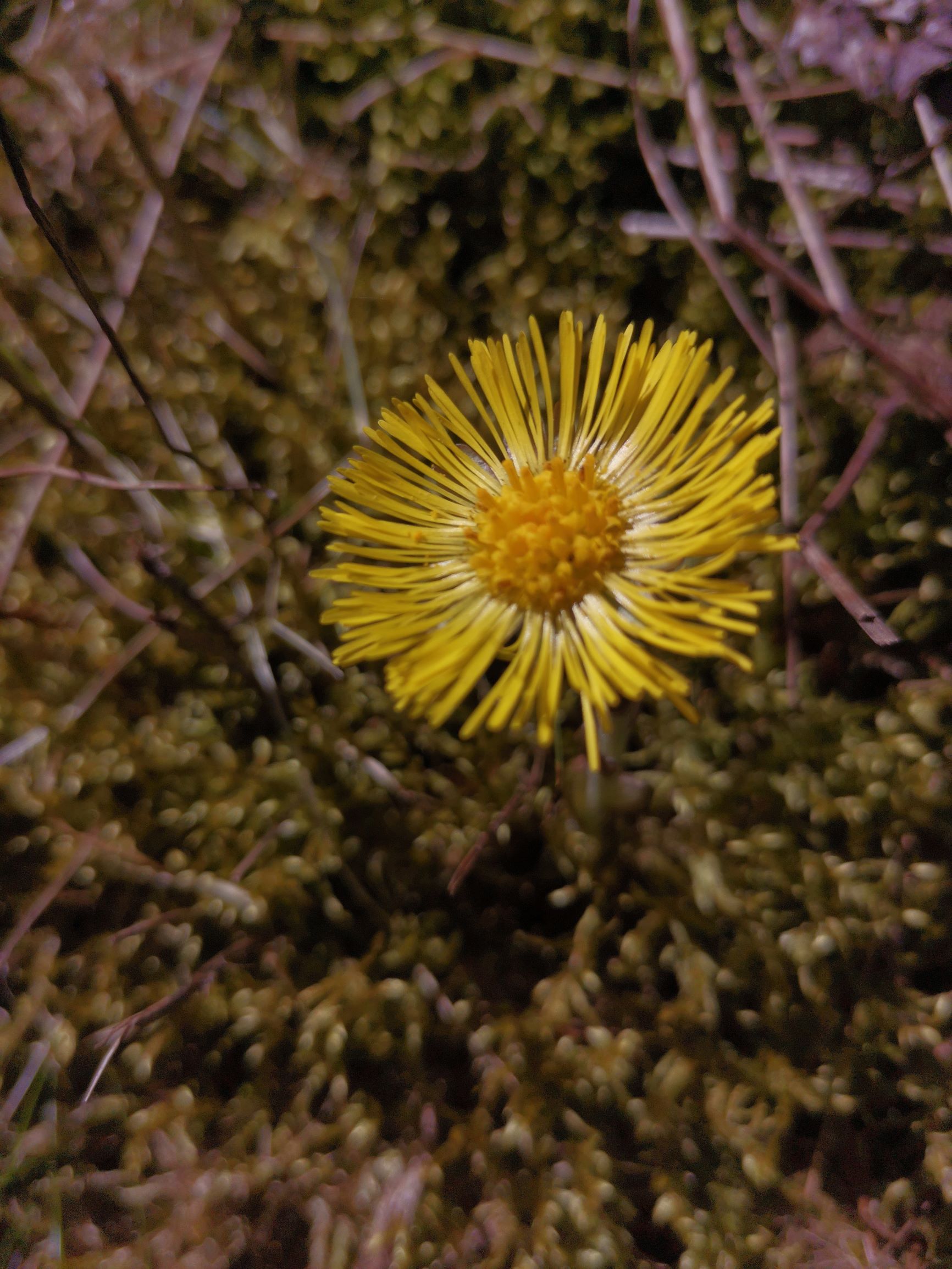 Erfahrung-Honor-9x-Pro-nach-4-Wochen-Dauernutzung-Bewertung