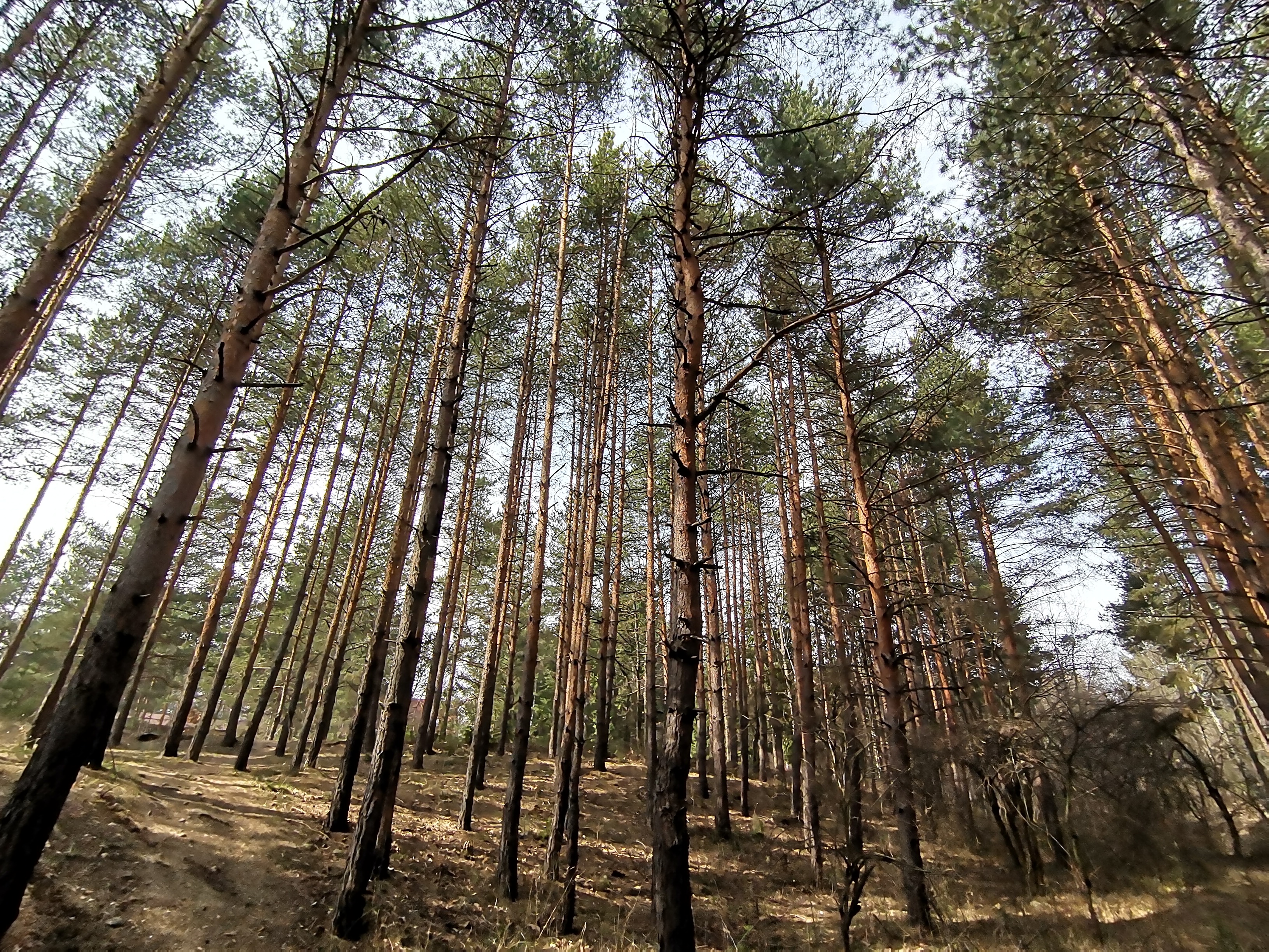 Honor-9X-Pro---Review-und-Test