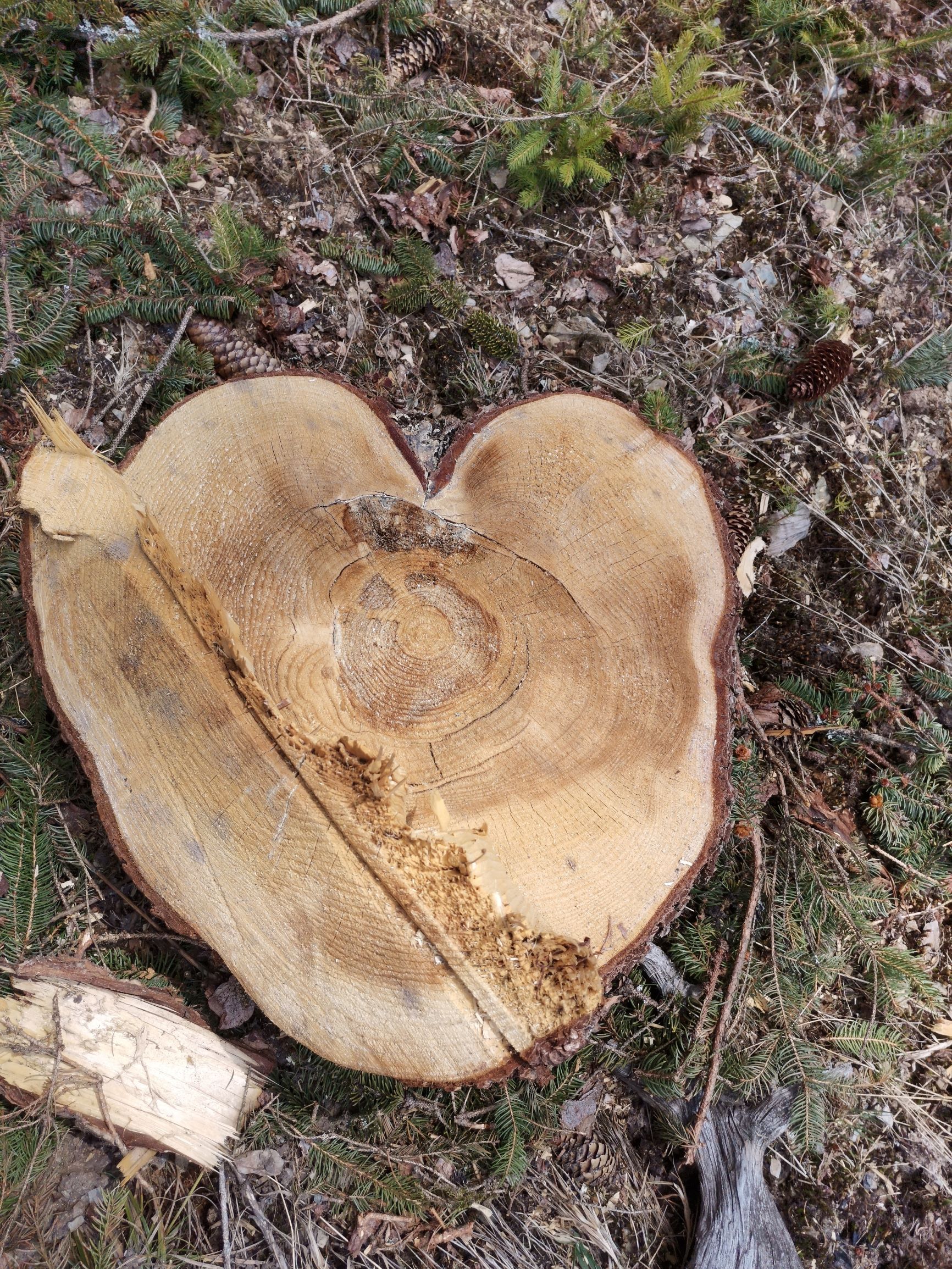 Erfahrung-Honor-9x-Pro-nach-4-Wochen-Dauernutzung-Bewertung