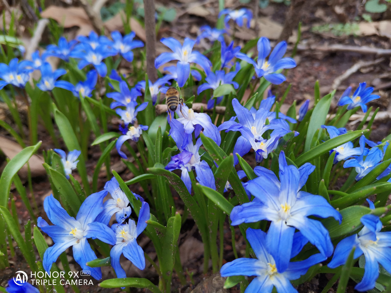 HONOR-9X-Pro-Was-sagen-HONOR-Fans-über-das-9X-Pro