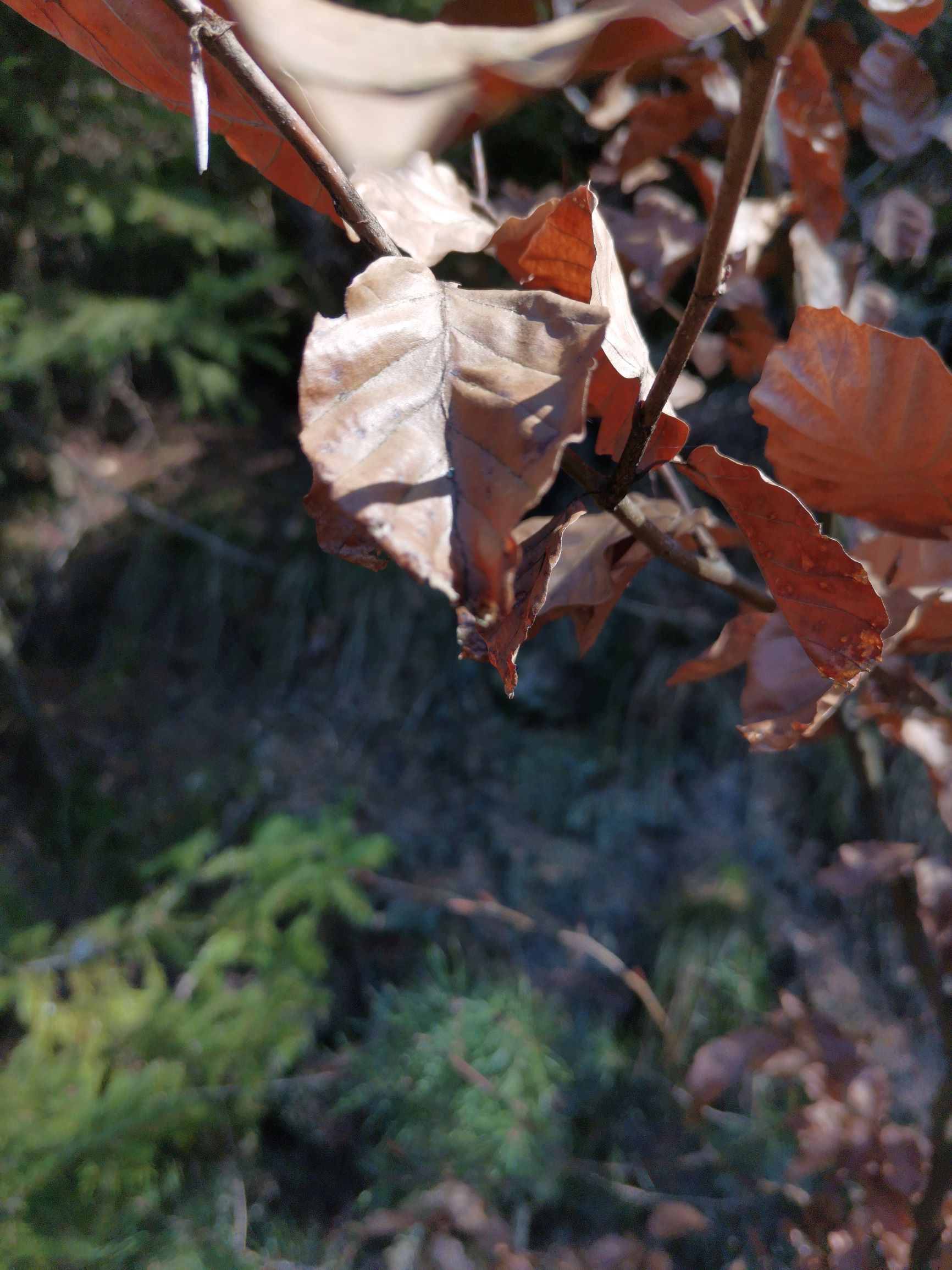 Erfahrung-Honor-9x-Pro-nach-4-Wochen-Dauernutzung-Bewertung