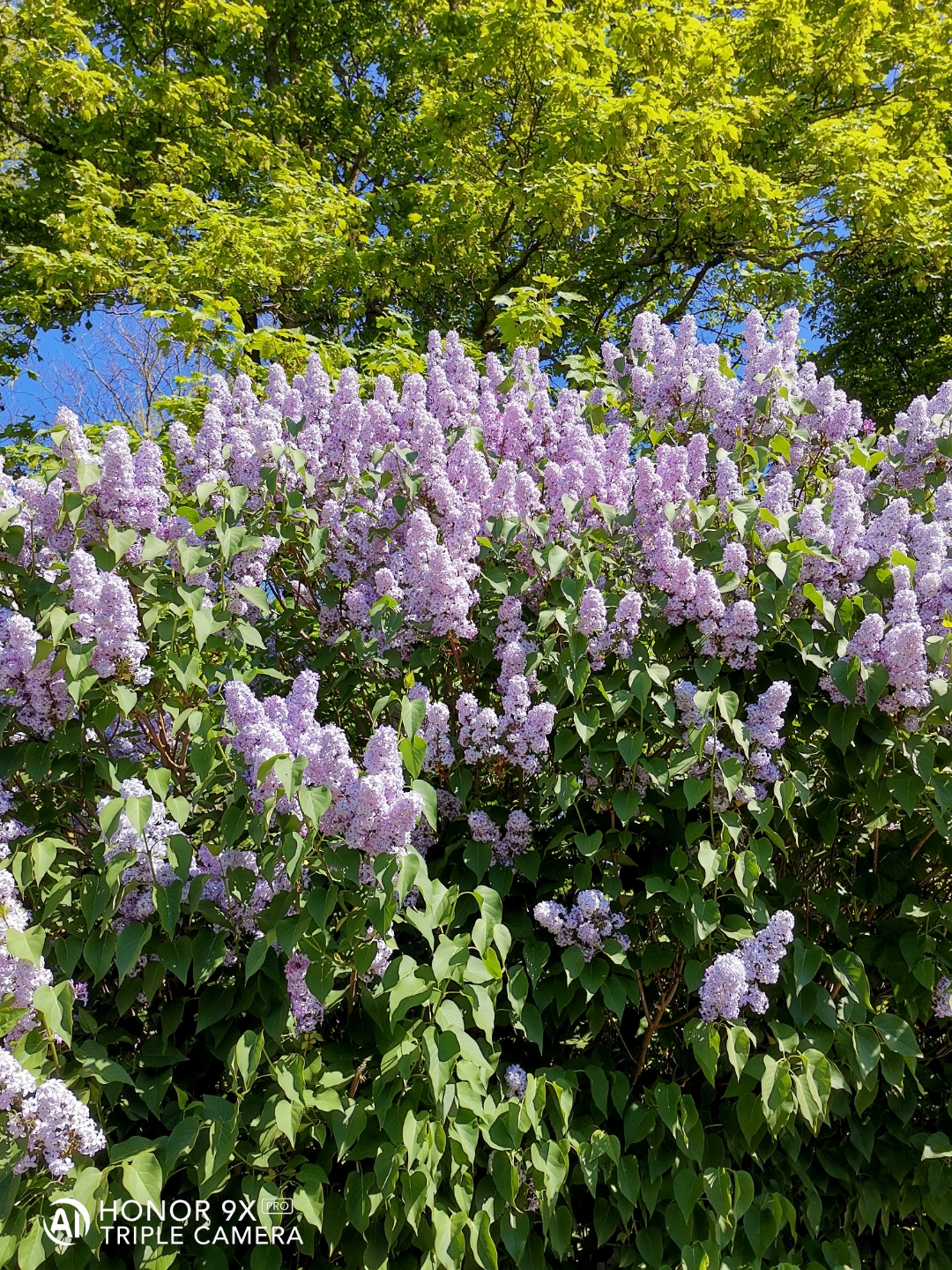 HONOR9XPRO-SonnenbspampnbspNaturnbspamnbspSeenbspgenießennbsp