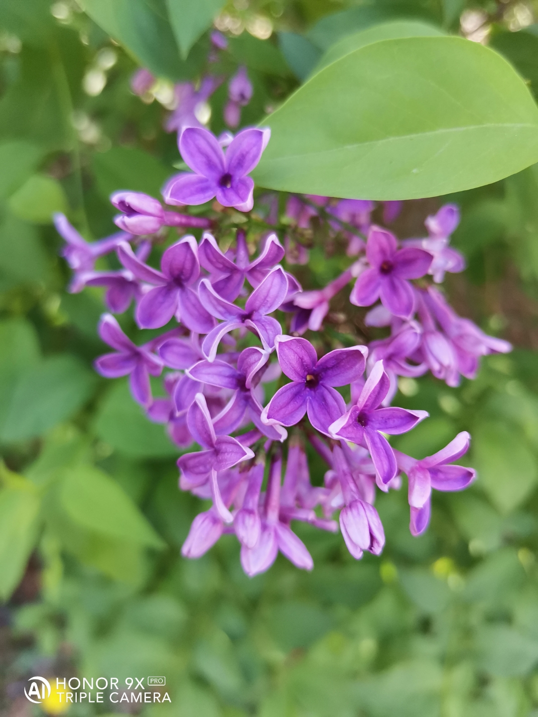 HONOR9XPRO-SonnenbspampnbspNaturnbspamnbspSeenbspgenießennbsp