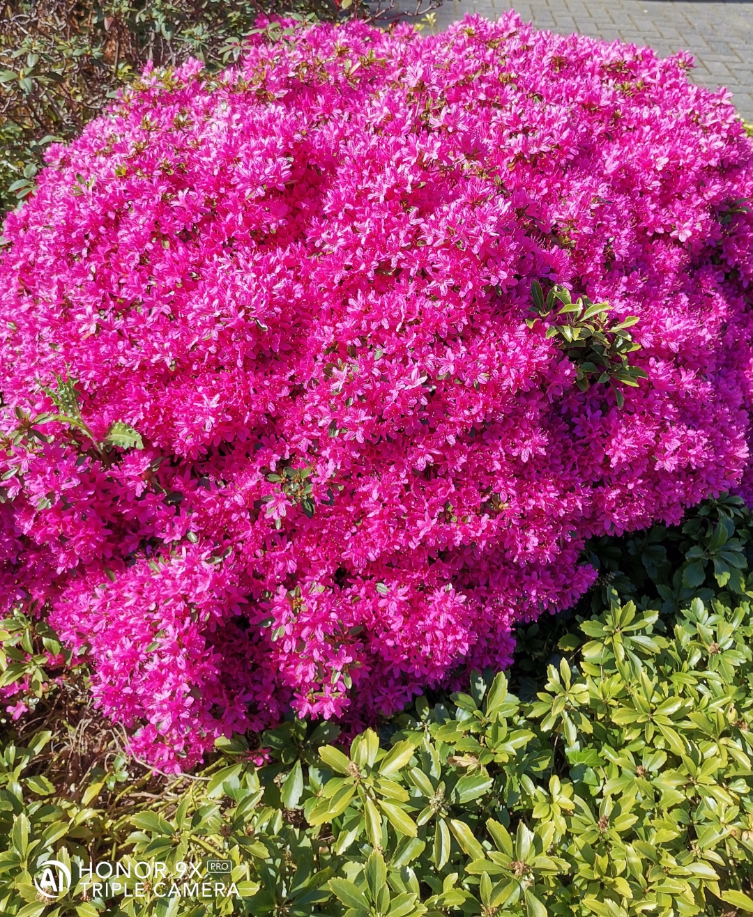 HONOR9XPRO-SonnenbspampnbspNaturnbspamnbspSeenbspgenießennbsp