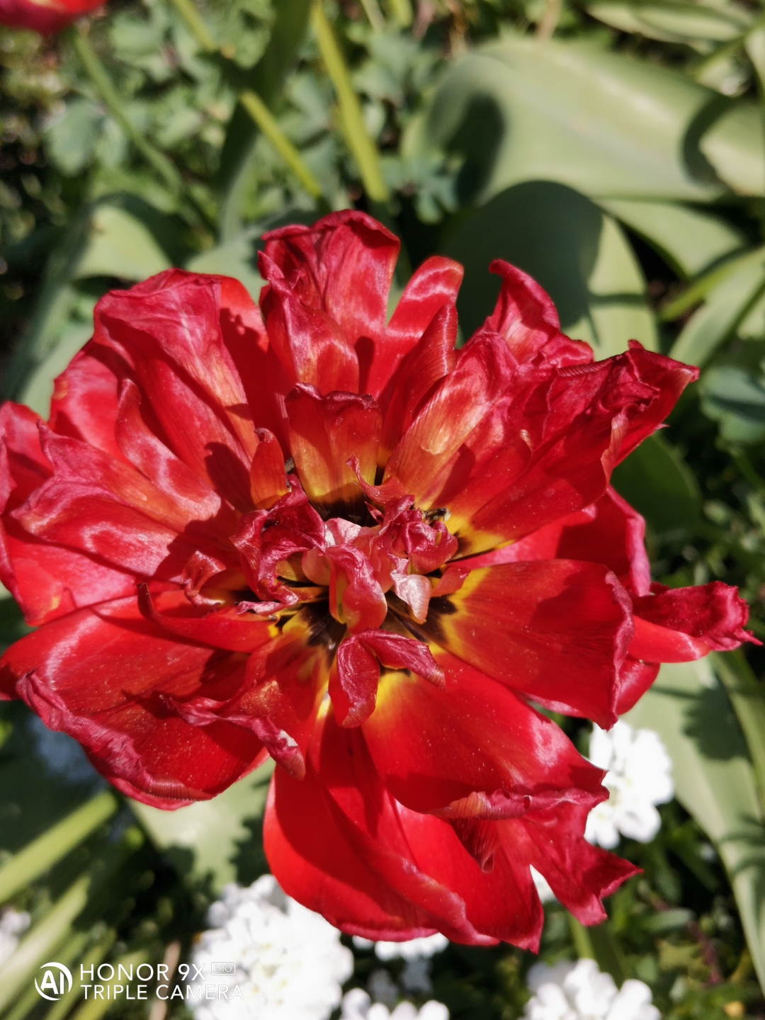 HONOR9XPROnbspBestnbspOfnbspFotos